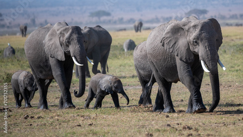 Herd of Elephants in Africa walking through the grass in Tarangire National Park  Tanzania