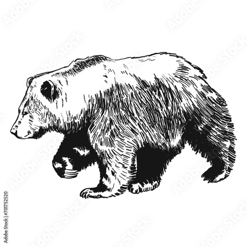 bear vector illustration