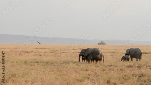 Herd of Elephants in Africa walking through the grass in Tarangire National Park, Tanzania