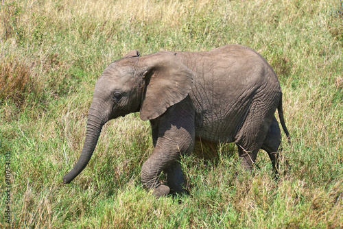 Herd of Elephants in Africa walking through the grass in Tarangire National Park  Tanzania