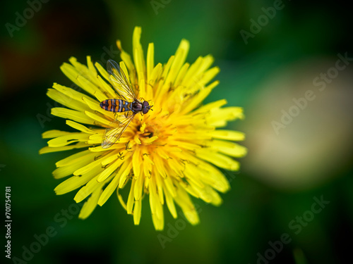 Foto Pequeña mosca parecida a una abeja (Cantabria)