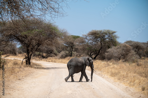 Herd of Elephants in Africa walking through the grass in Tarangire National Park, Tanzania