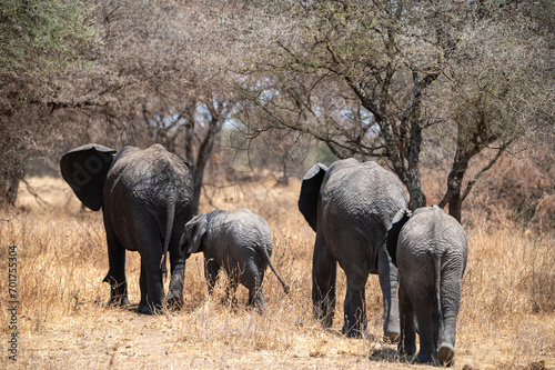 Herd of Elephants in Africa walking through the grass in Tarangire National Park, Tanzania
