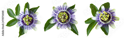 passiflora passionflower isolated on white background big beautiful flower