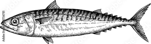 Mackerel fish ink sketch.