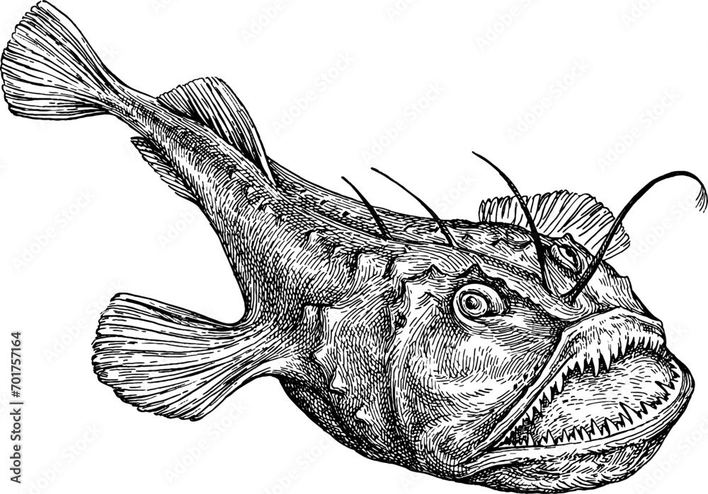 Common monkfish ink sketch. - obrazy, fototapety, plakaty 