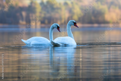 Swans on the lake © Even V. Røssland