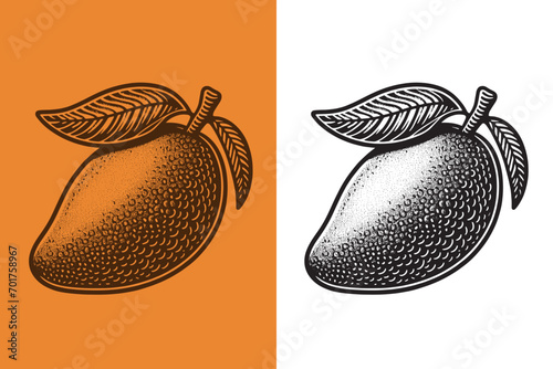 Mango fruit. Beautiful engraving monochrome vector illustration. Icon, logo, isolated object