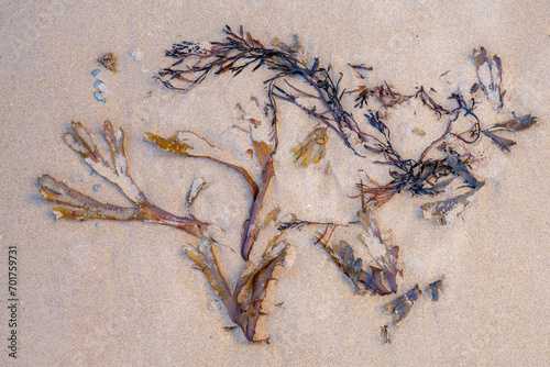 Abstract image of seaweed washed up on a sandy beach 
