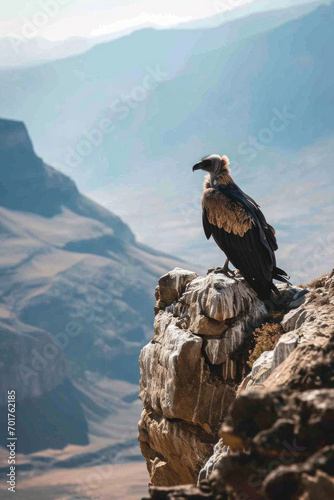 A Bearded Vulture perching on a rocky outcrop