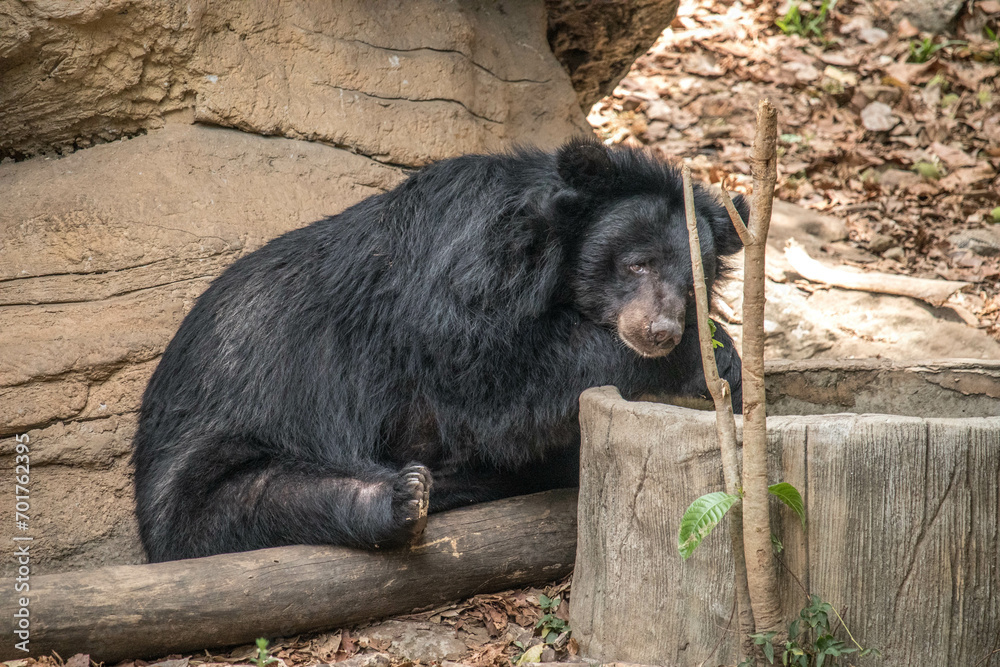 An old Asiatic Black Bear is sleeping on a rock An old Asiatic Black Bear is sleeping on a rock