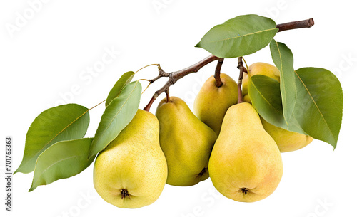 Branch of delicious ripe pears, cut out