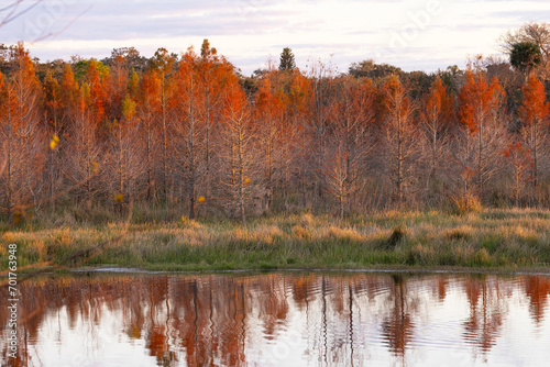 Εκτύπωση καμβά Cypress trees with dead winter foliage look red in the last light of day at the Celery Fields park in southwest Florida