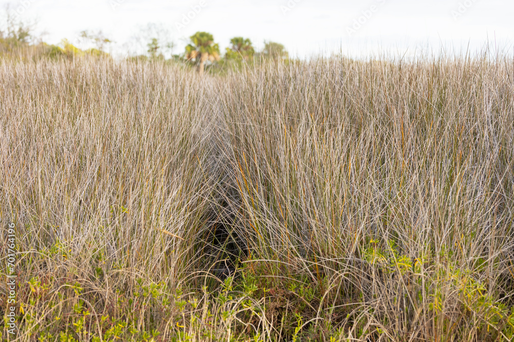 Salt marsh that appears to be dominated by rushes in Tarpon Springs, Florida