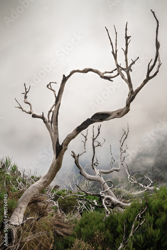 Lonely tree on Madeira