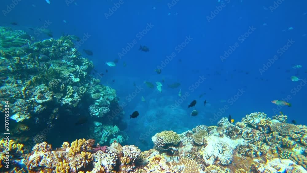 Amazing  coral reef and fish