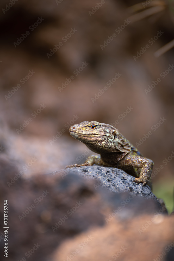 The western Canary lizard or lizard blight sun basking on rock
