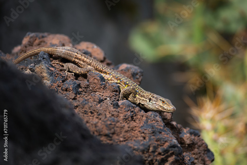 The western Canary lizard or lizard blight sun basking on rock