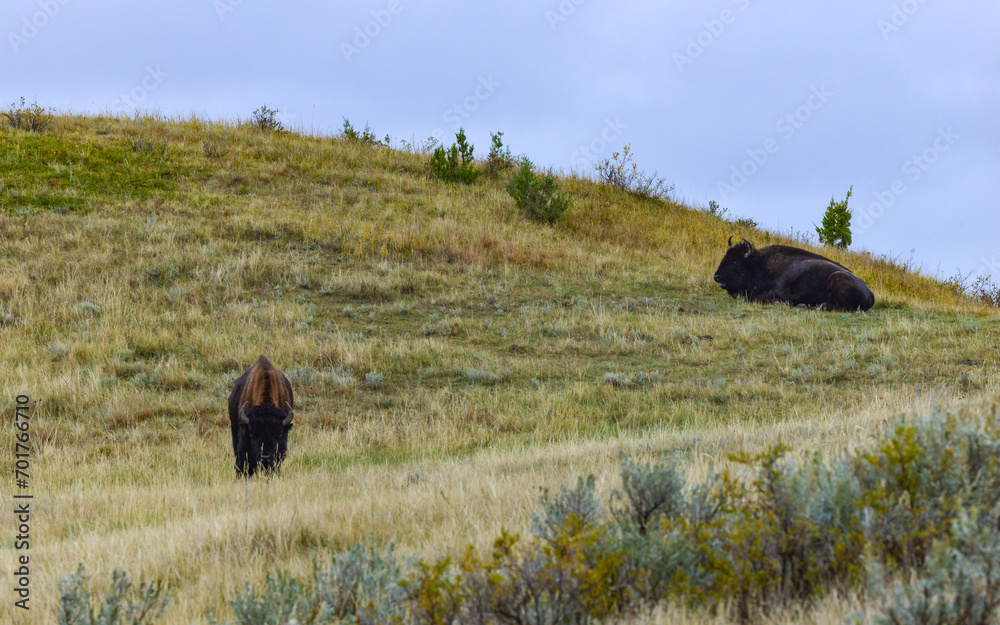 The American bison or buffalo (Bison bison), Theodore Roosevelt NP, North Dakota The American bison or buffalo (Bison bison), Theodore Roosevelt NP, North Dakota