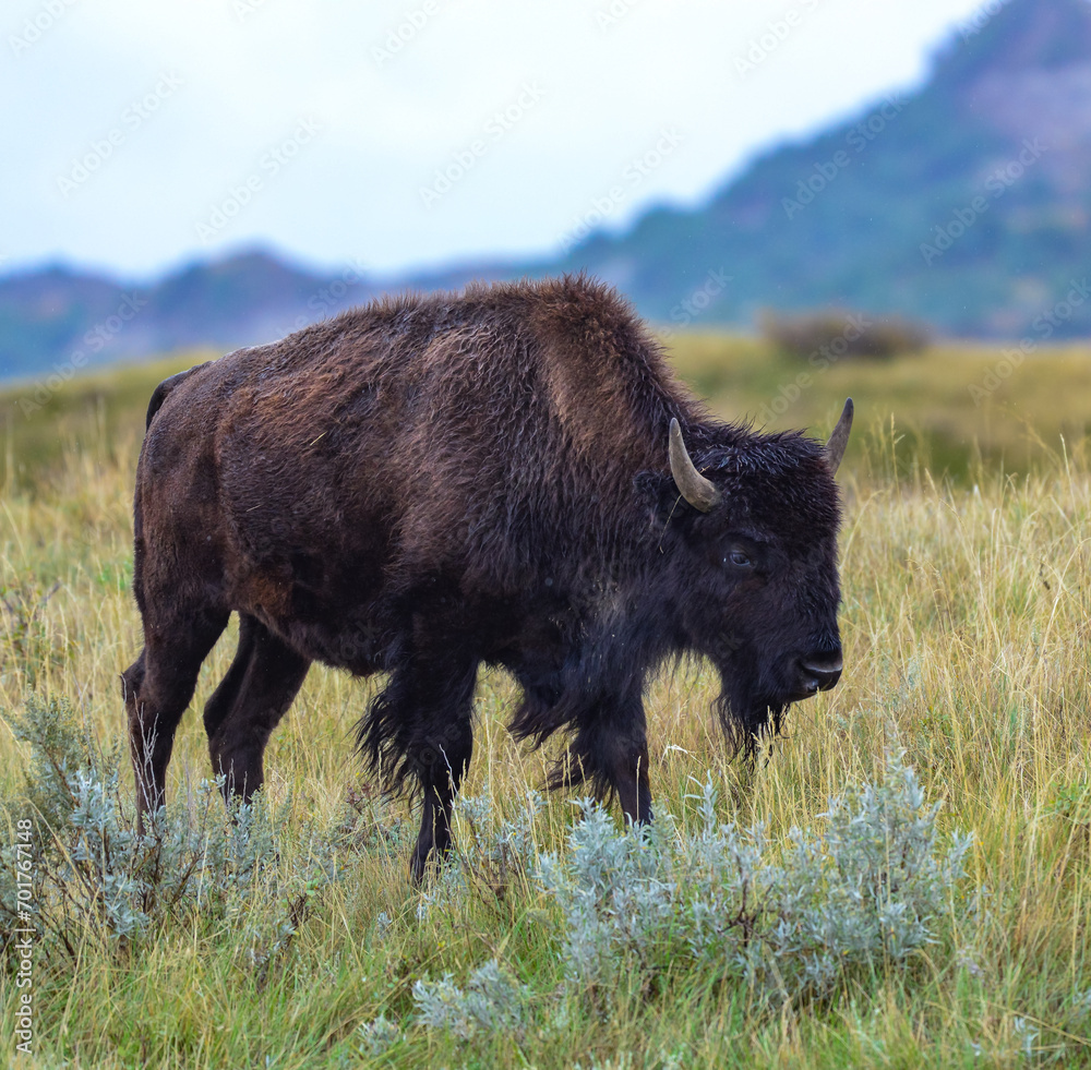 The American bison or buffalo (Bison bison), Theodore Roosevelt NP, North Dakota The American bison or buffalo (Bison bison), Theodore Roosevelt NP, North Dakota