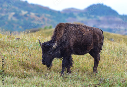 The American bison or buffalo (Bison bison), Theodore Roosevelt NP, North Dakota