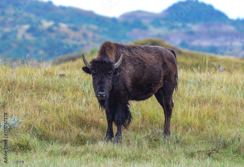 Fototapeta Naklejka Na Ścianę i Meble -  American bison grazing on the prairie. Buffalo (Bison bison), Theodore Roosevelt NP, North Dakota