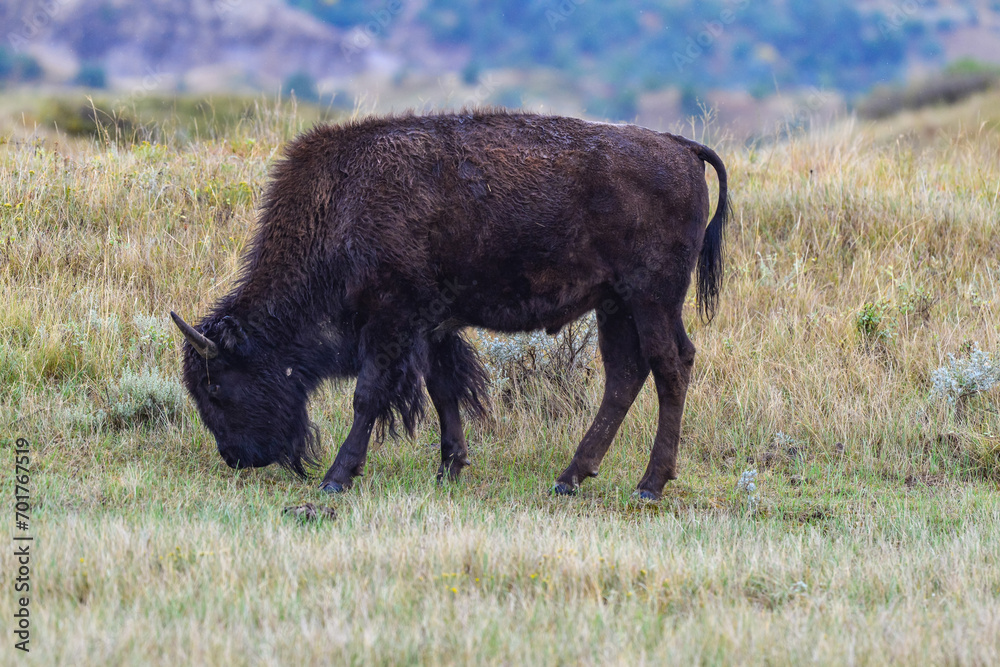 American bison grazing on the prairie. Buffalo (Bison bison), Theodore Roosevelt NP, North Dakota