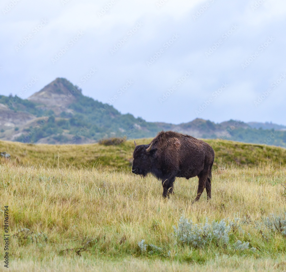 American bison grazing on the prairie. Buffalo (Bison bison), Theodore Roosevelt NP, North Dakota