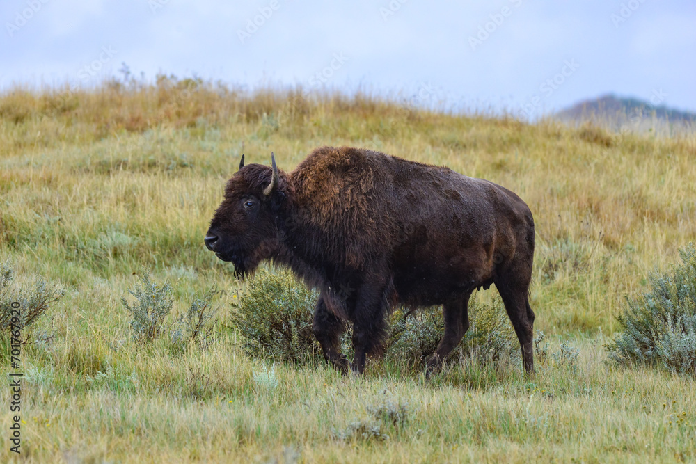 American bison grazing on the prairie. Buffalo (Bison bison), Theodore Roosevelt NP, North Dakota American bison grazing on the prairie. Buffalo (Bison bison), Theodore Roosevelt NP, North Dakota