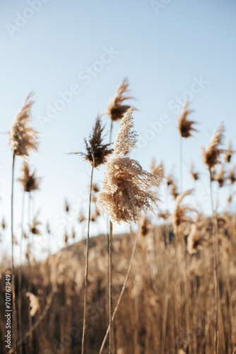 fluffy reeds against the background of a sunny blue sky