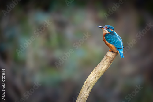 Perched Kingfisher Female with blurred background