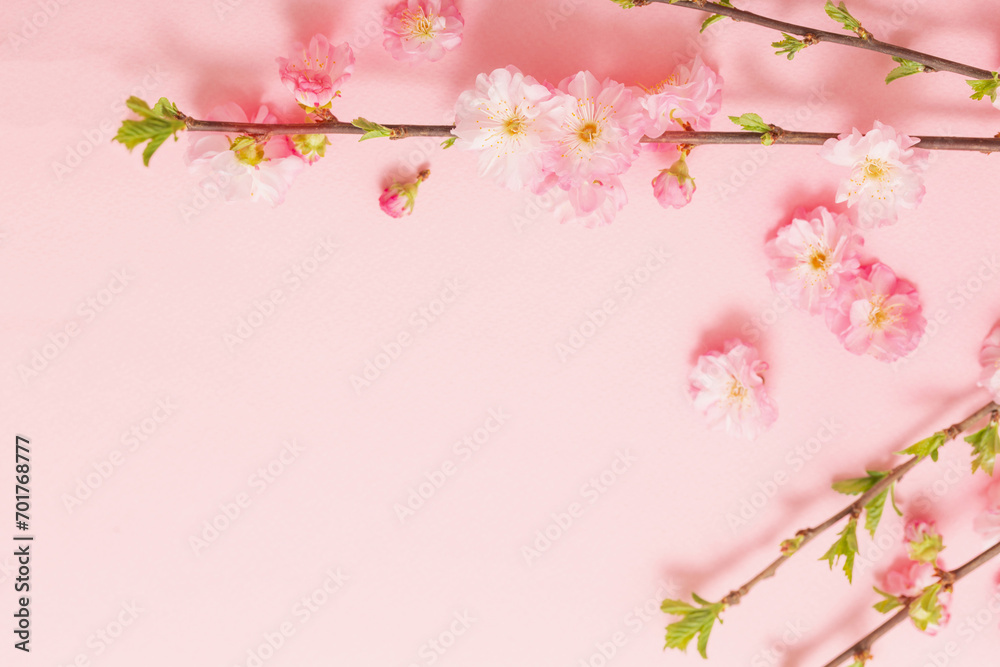 branches of blossoming almonds on pink background