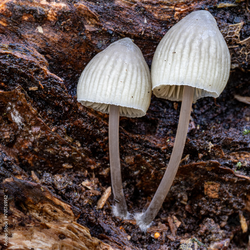 Pair of small toadstools on a fallen log