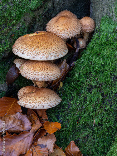 Fungi growing on a fallen, moss covered tree 