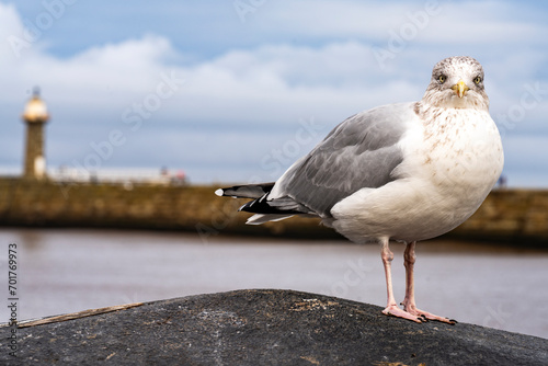 Curious seagull on the harbour wall