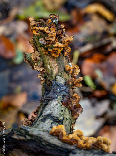 Close-up of old fungi on a fallen branch