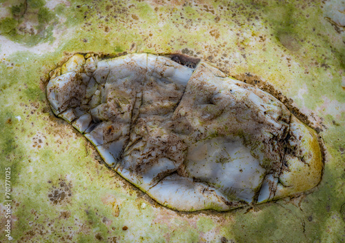 Weathered inclusion in a shoreline chalk boulder
