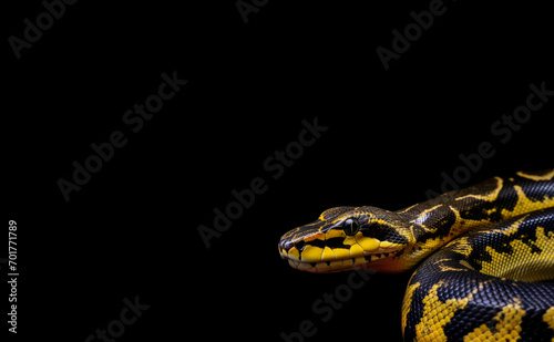 A yellow and black python, intertwined with a blue python, is captured on a soft yellow background. photo