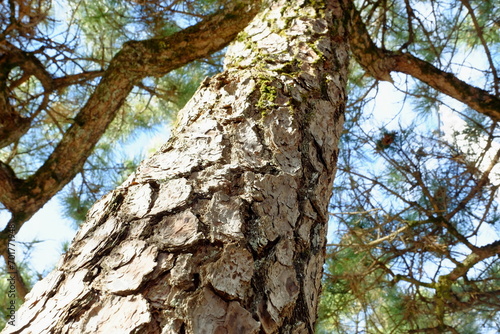 見上げる松の木