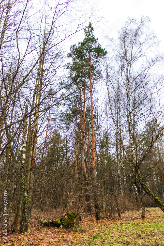 Close up shot of the trees in the forest. Nature