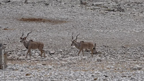 big male kudu (Strepsiceros zambesiensis) with antelars at waterhole, Etosha National Park, Namibia, Africa photo