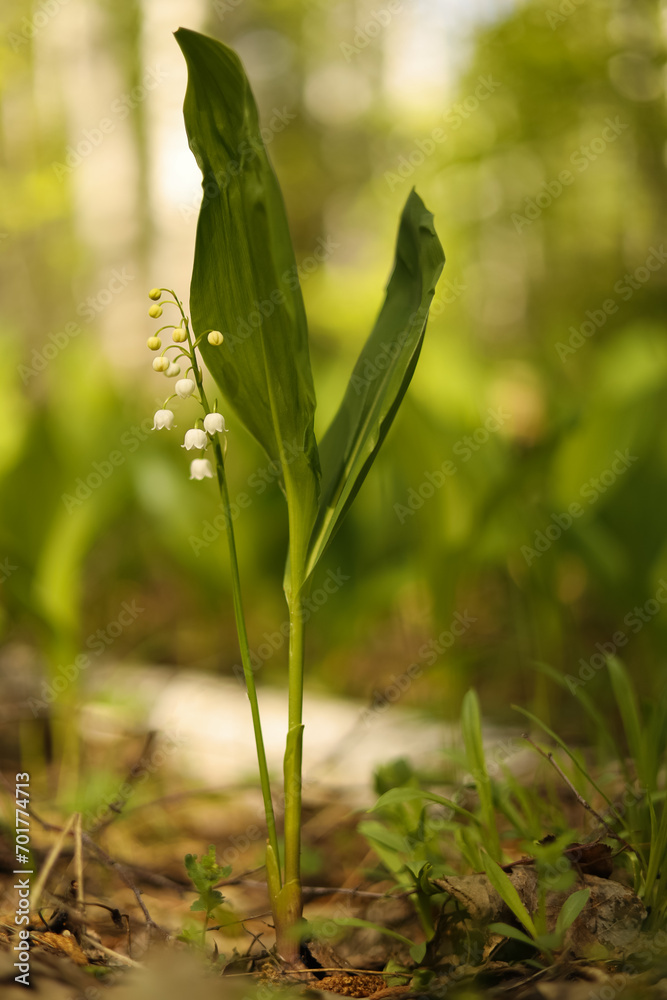 Blooming spring lily of the valley on a green background Blooming spring lily of the valley on a green background