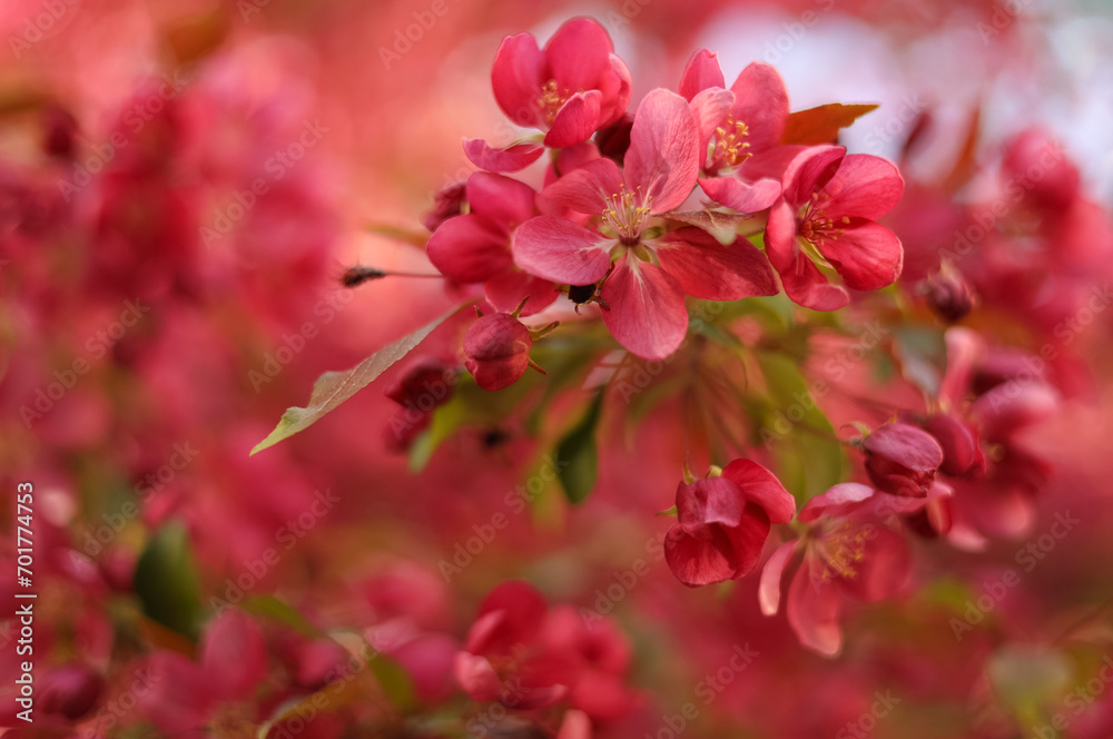 Pink flowers and buds of an apple tree close-up