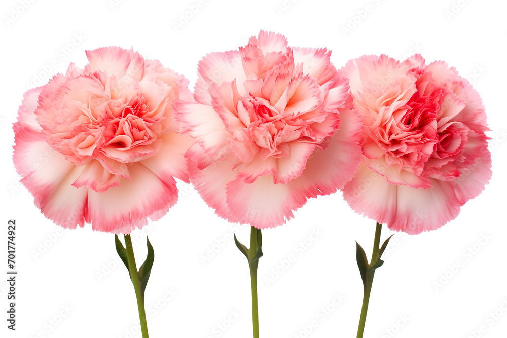 Top side closeup macro view of A collection two, three Carnation flowers isolated on white background Top side closeup macro view of A collection two, three Carnation flowers isolated on white background