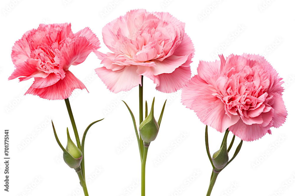 Top side closeup macro view of A collection two, three Carnation flowers isolated on white background Top side closeup macro view of A collection two, three Carnation flowers isolated on white background