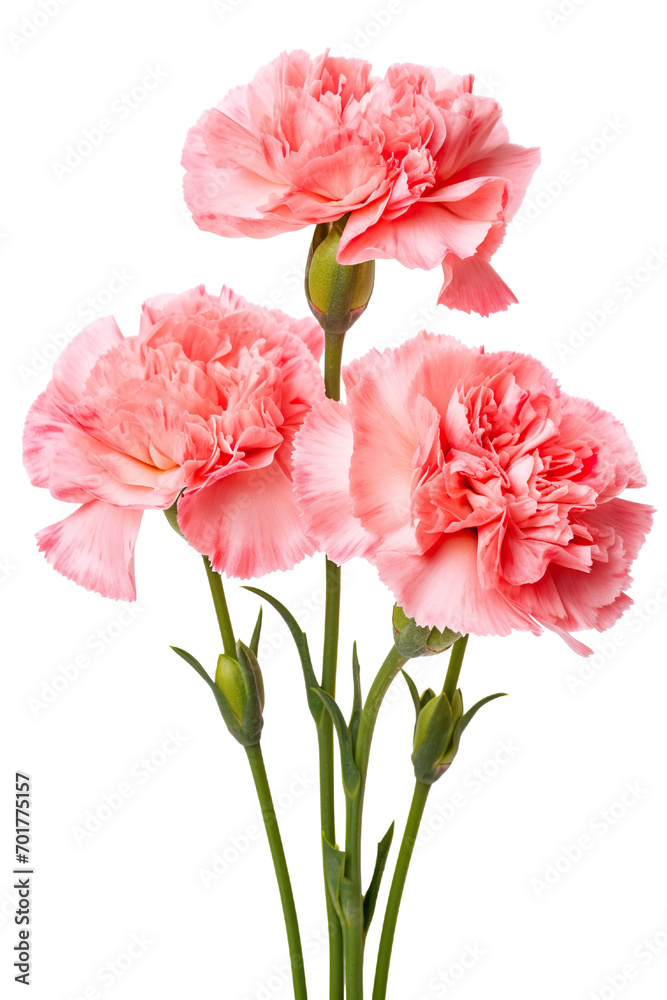 Top side closeup macro view of A collection two, three Carnation flowers isolated on white background 