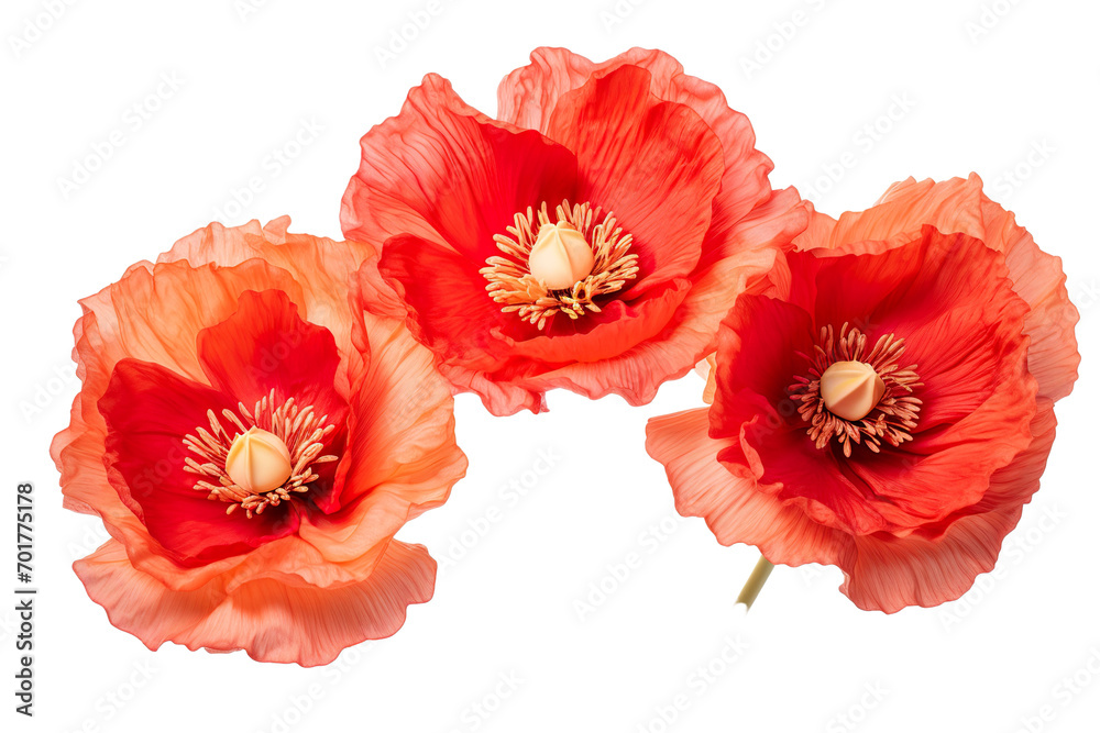 Fototapeta premium Top side closeup macro view of A collection of two, three Poppy flowers isolated on white background PNG