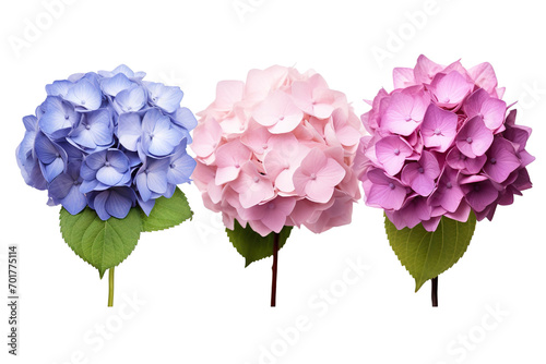 Top side closeup macro view of A collection two  three Hydrangea flowers isolated on white background PNG