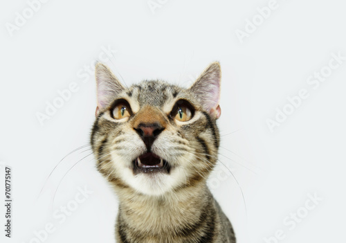 Portrait tabby surprised cat looking up, mewing and having widely opened a mouth and big eyes. Isolated on white background