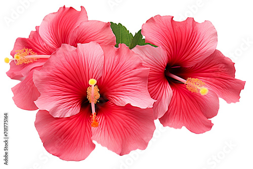 Top side closeup macro view of A collection of two, or three Hibiscus flowers isolated on a white background PNG © JetHuynh